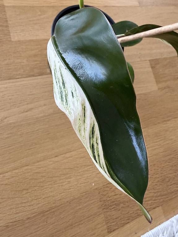 Piante & sementi: Philodendron birkin rare – Usato da Spiez venduto da Lunelu 1