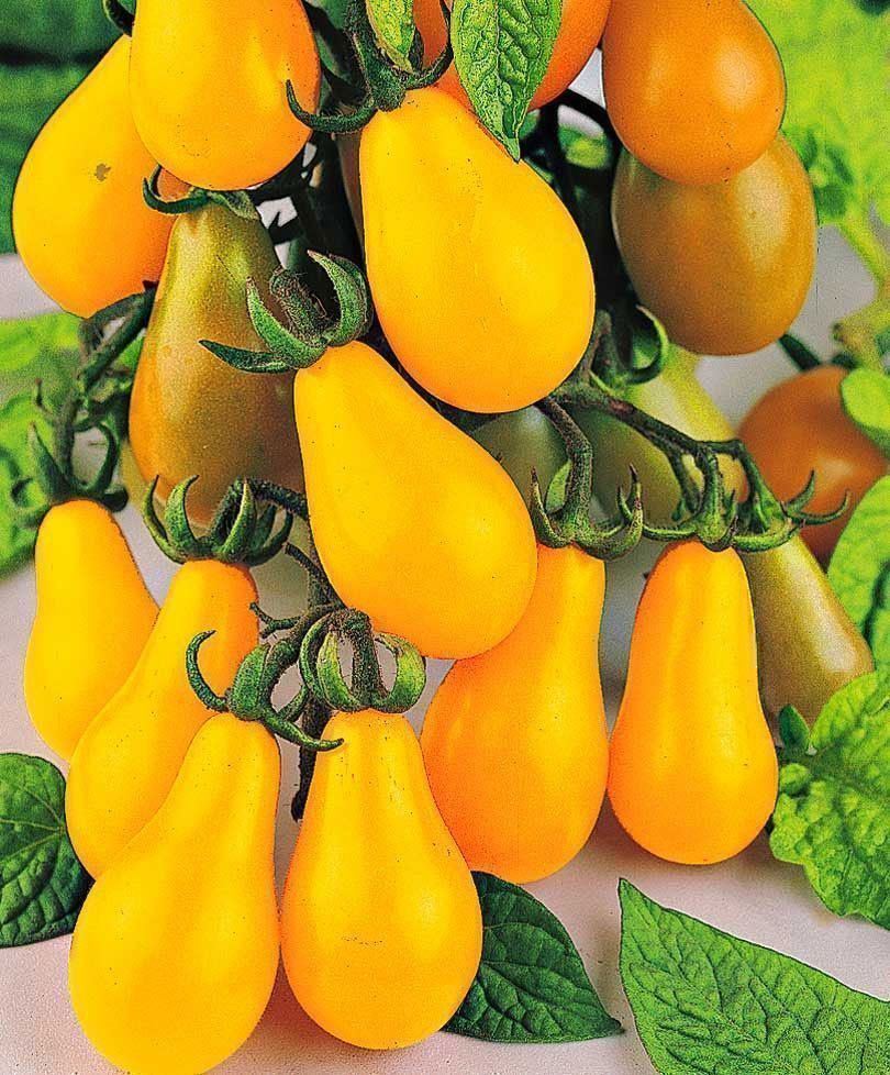 Piante & sementi: 100 Samen YELLOW PEAR CHERRY BELL Tomate – Nuovo (secondo la descrizione) da Ehrendingen venduto da VerveinaSamen