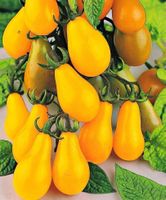 100 Samen YELLOW PEAR CHERRY BELL Tomate
