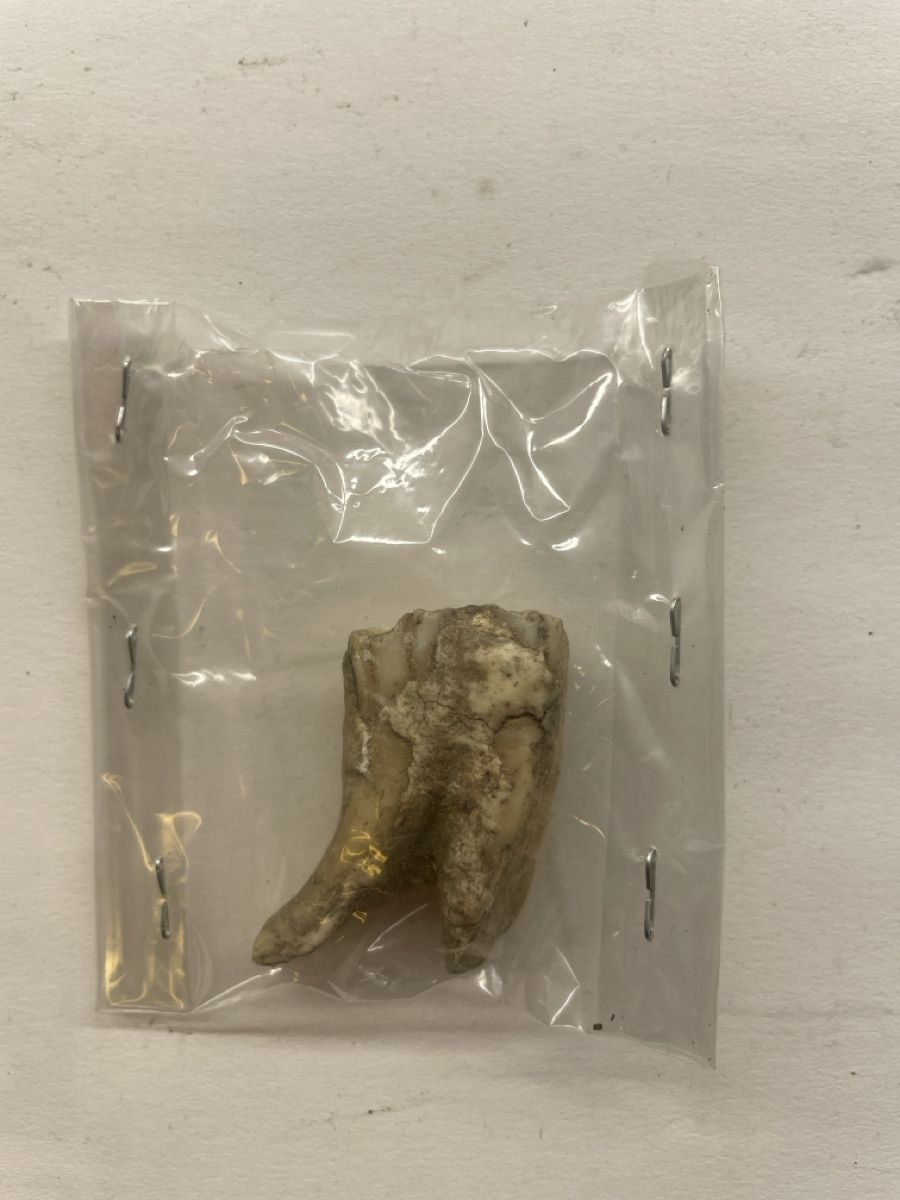 Fossili: Fossiler Zahn 1 Stk, Alter unbekannt – Usato da Hinwil venduto da ilon13