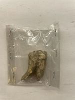 Fossiler Zahn 1 Stk, Alter unbekannt