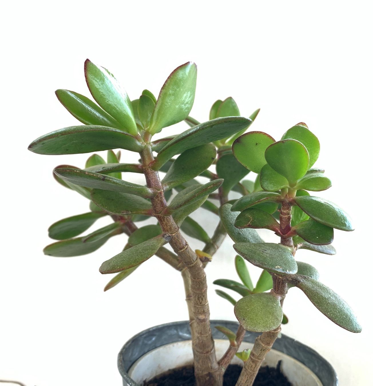 Piante & sementi: Geldbaum Crassula ovata Pfennigbaum 19 cm – Nuovo (secondo la descrizione) da Auenstein venduto da mar_8mxd 6