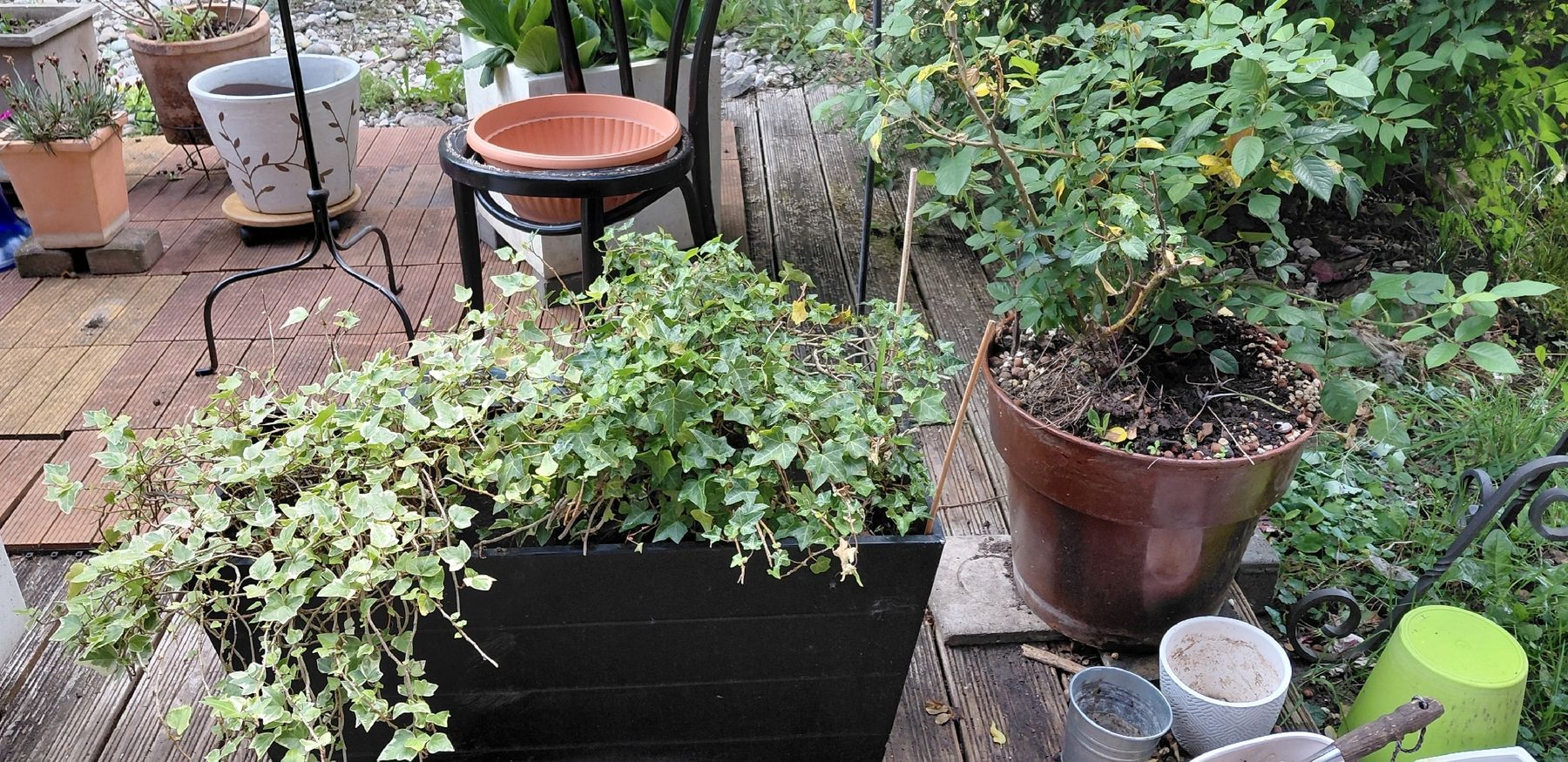 Piante & sementi: Gartenpflanzen diverse 10 stk – Usato da zuchwil venduto da parson65 4