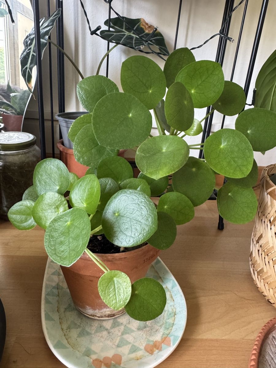 Plantes & graines: Pilea Peperomioides - Plante – Neuf (Voir description) à Fribourg par mar_b72z