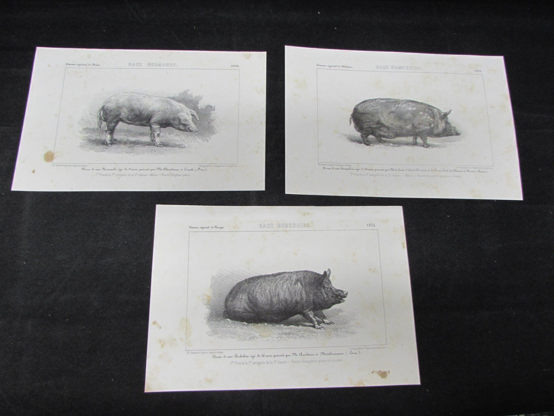Incisioni: 3 antike Schweine, 1855 – Usato da Walchwil venduto da Shells1