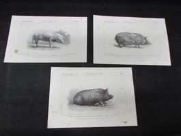 3 antike Schweine, 1855