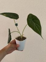 Alocasia Maharani im SB-Topf
