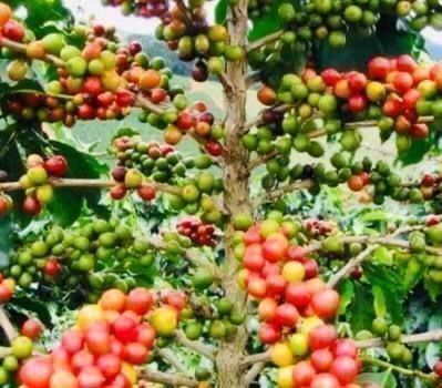 Piante & sementi: 5 SAMEN GRAINES SEMI Kaffee Pflanze – Nuovo e nell'imballaggio originale da Rovio venduto da POSITIFFARTandPLANTS 1