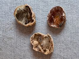 3x  Fossilien   versteinertes Holz     Geschenk Idee