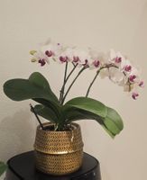 Orchidee Phalaenopsis, blühend 🌸
