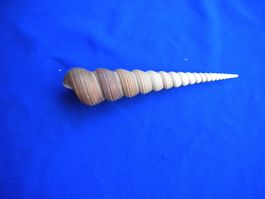 Muschel in Spirale Form spitzig und lang