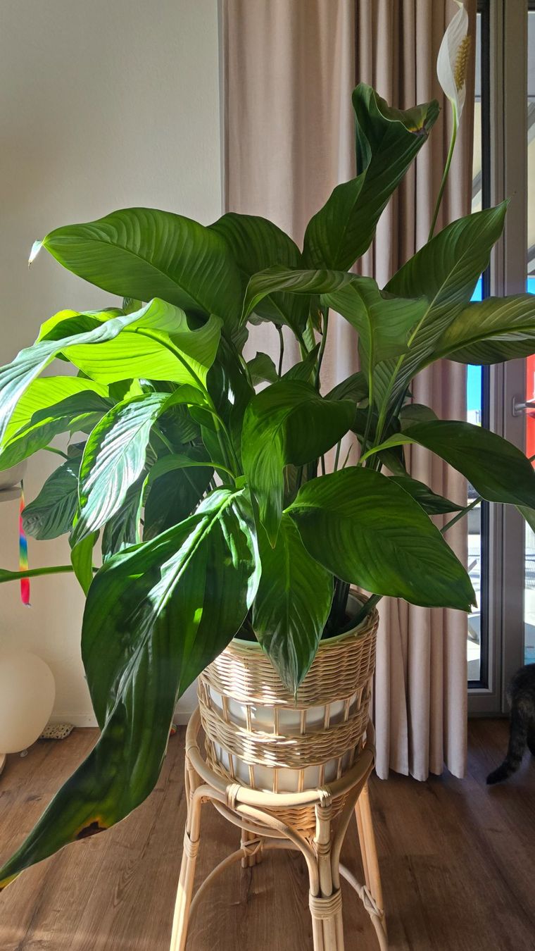 Piante & sementi: Spathiphyllum – Usato da Herzogenbuchsee venduto da wro_pat 1