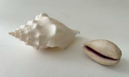2 schöne Muscheln, Deko Sommer 🐚 ☀️ Meer