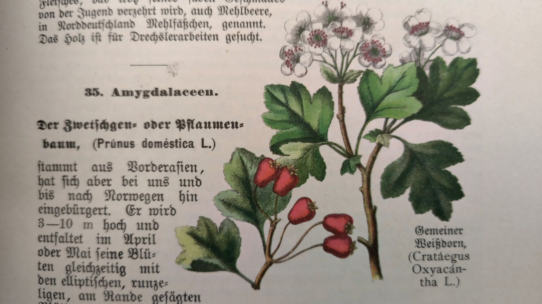 Libri: Pflanzenbuch 1900 / Ein Lehrbuch der Botanik 2. Band – Usato da Bellach venduto da JingleJerry