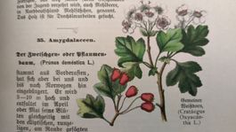 Pflanzenbuch 1900 / Ein Lehrbuch der Botanik 2. Band