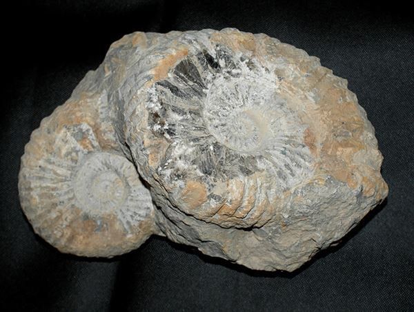 Ammoniten Gruppe 1