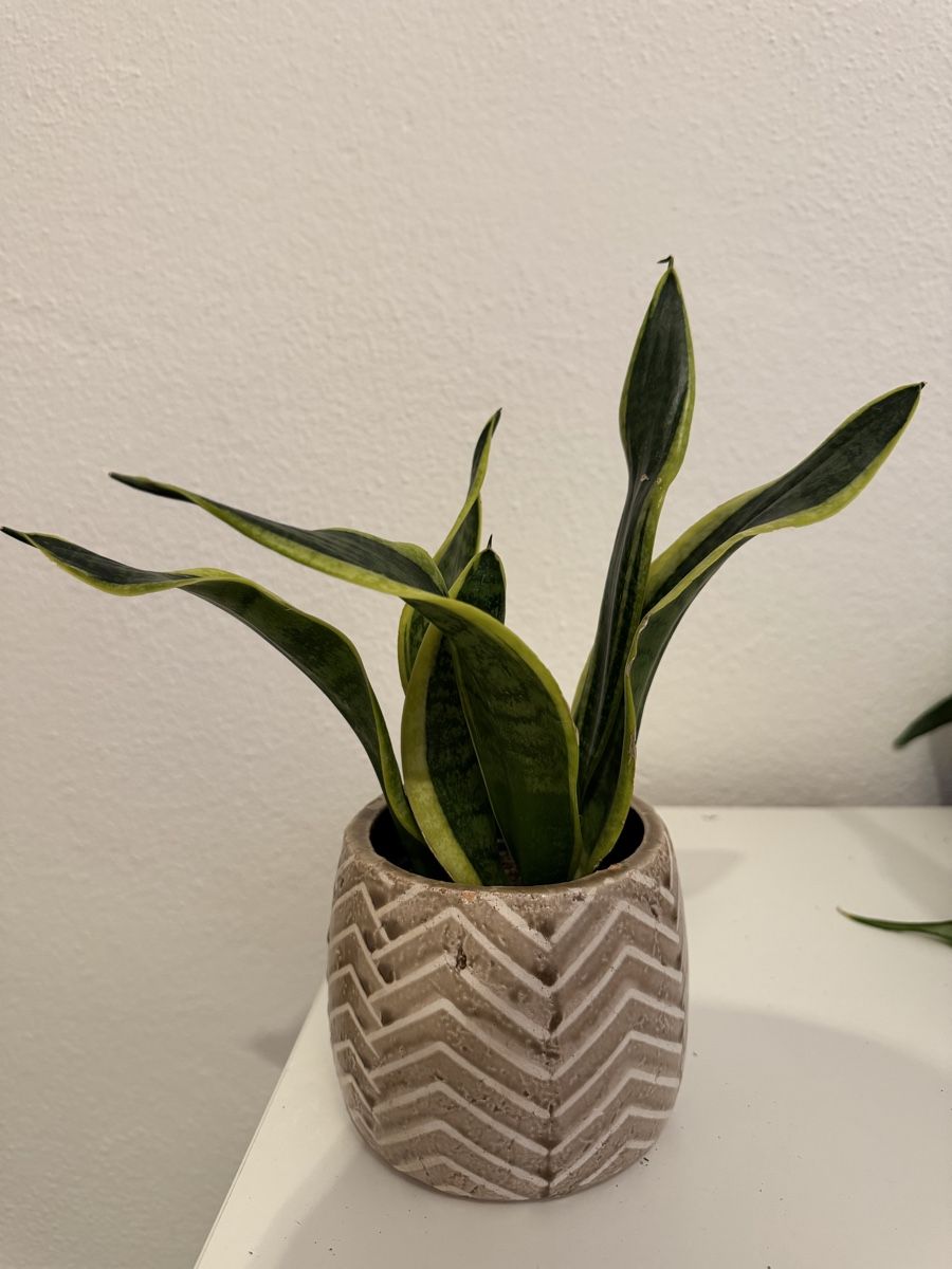 Piante & sementi: Sansevieria Ableger – Bogenhanf – Nuovo e nell'imballaggio originale da Wikon venduto da alessiadacosta7 3