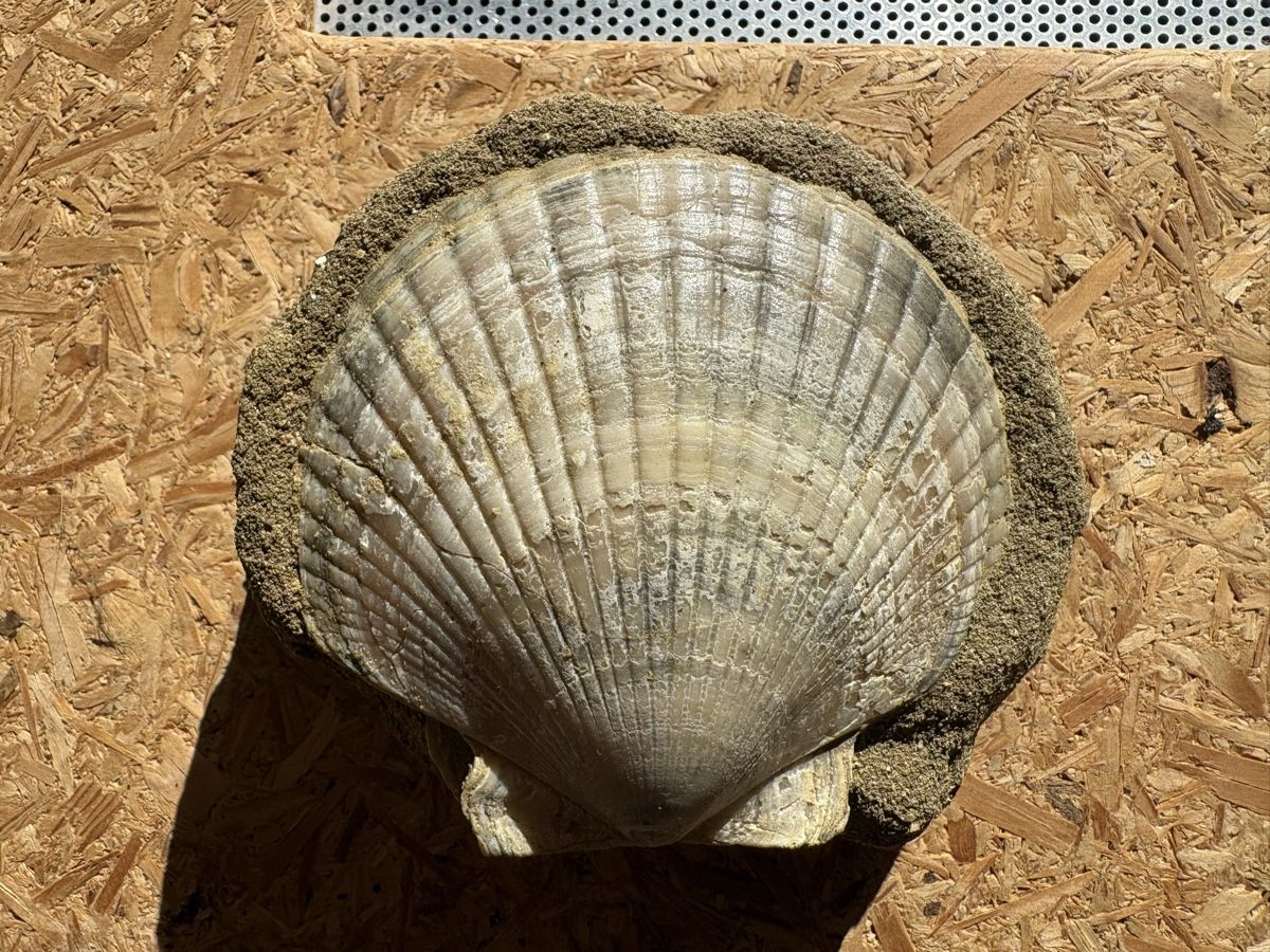 Fossili: Fossile Muscheln – Usato da Biel/Bienne venduto da nimmes 2