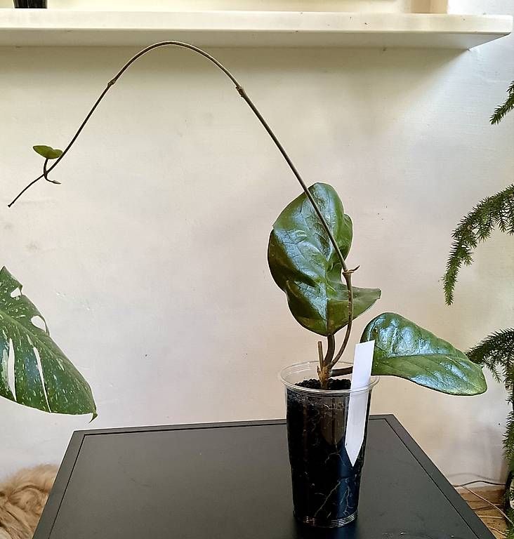 Piante & sementi: Hoya fungi – Nuovo e nell'imballaggio originale da Schönholzerswilen venduto da Leavylounge