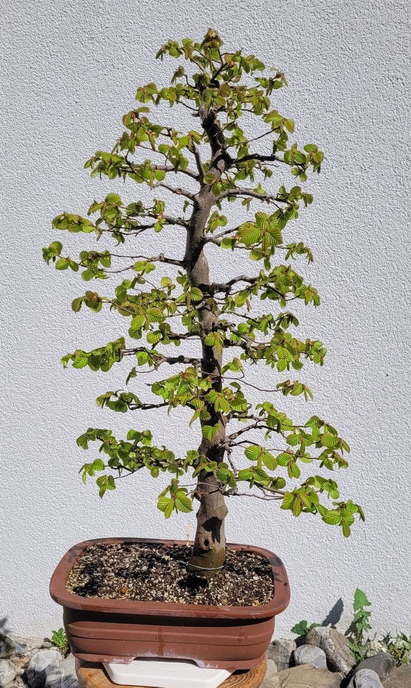 Piante & sementi: Hainbuche Bonsai – Nuovo (secondo la descrizione) da Fehraltorf venduto da 100_Konzert 2