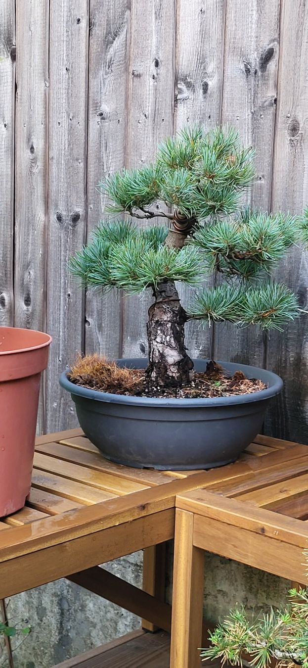 Piante & sementi: Bonsai Projekt Mädchenkiefer – Usato da Wabern venduto da Huki1946