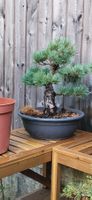Bonsai Projekt Mädchenkiefer