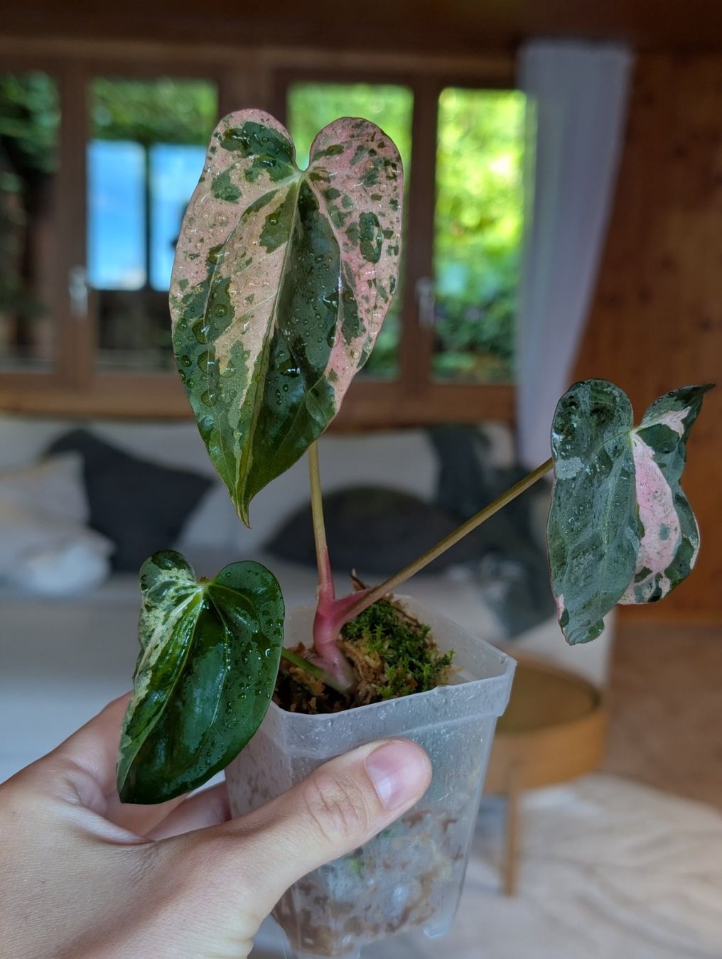 Piante & sementi: Anthurium Hot Barbie Pink Variegata – Nuovo (secondo la descrizione) da Faulensee venduto da plantmama 4