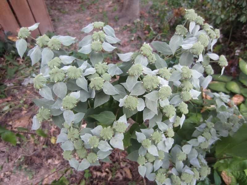 Piante & sementi: Menthe des montagnes RARE 10g – Nuovo (secondo la descrizione) da Bremblens venduto da FIBONACCI369