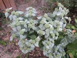 Menthe des montagnes RARE 10g
