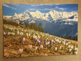 AK von Niederhorn mit Bergpanorama