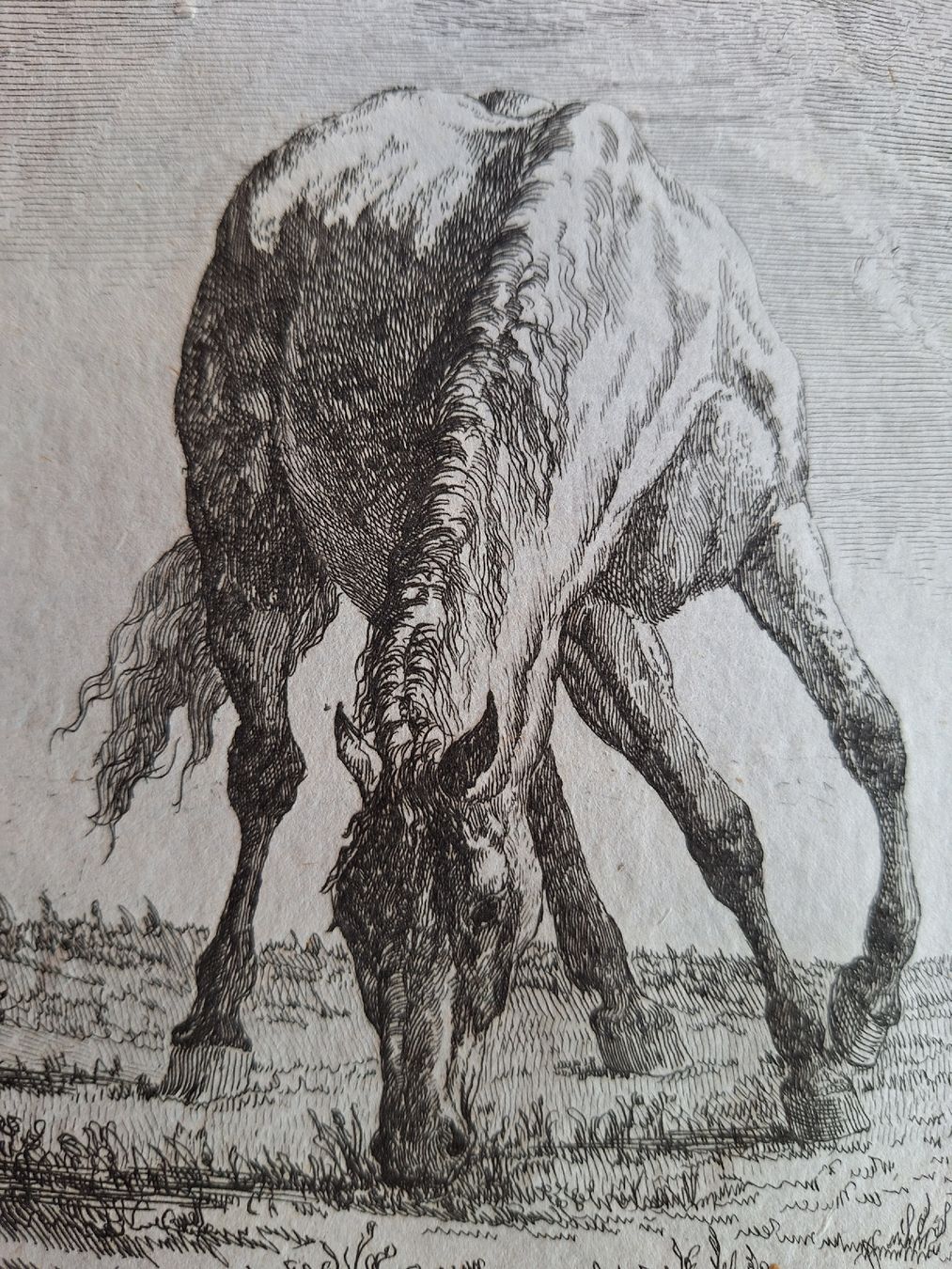 Incisioni: HUBER.  CHEVAL XVIIIeme – Usato da Bevaix venduto da bohrap 1