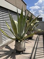 Agave (gross) grüne Blätter