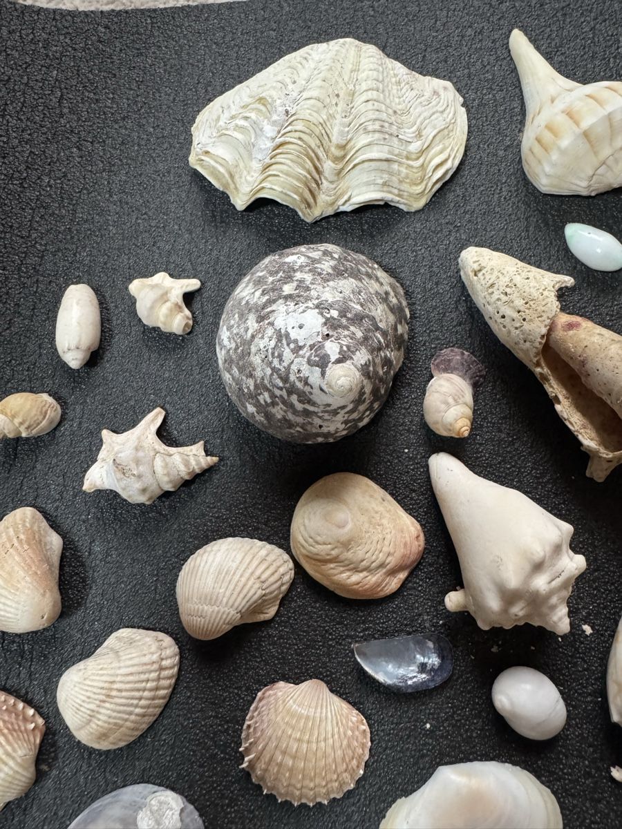 Fossili: Diverse Muscheln – Usato da Massagno venduto da ilm_vd96 1