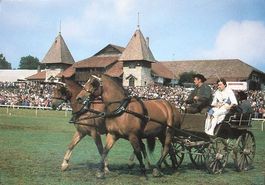 SAIGNELÉGIER Marché-Concours National de Chevaux