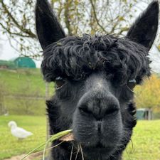 Profile image of zuffdomi