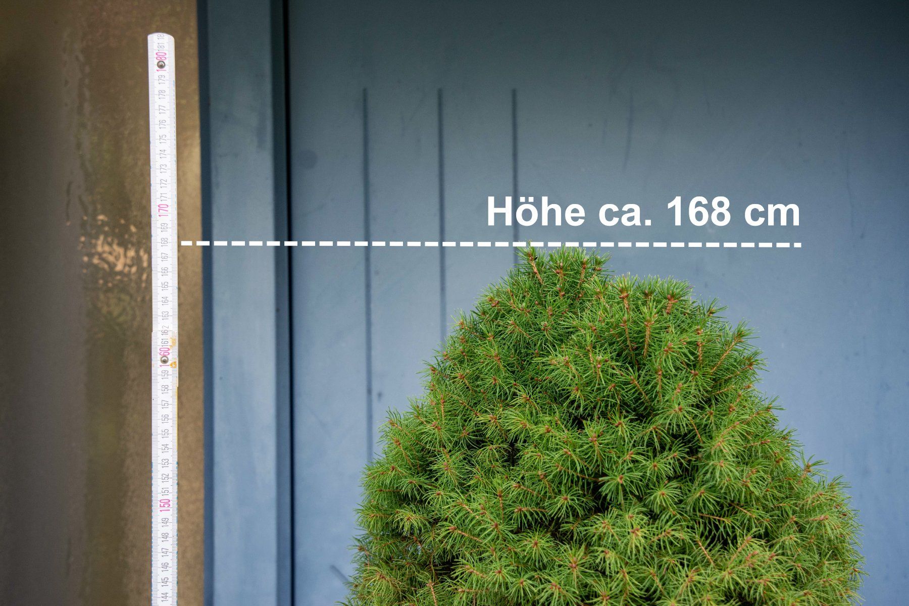 Piante & sementi: Zuckerhutfichte Picea Glauca "Conica" – Usato da Bünzen venduto da design24 1