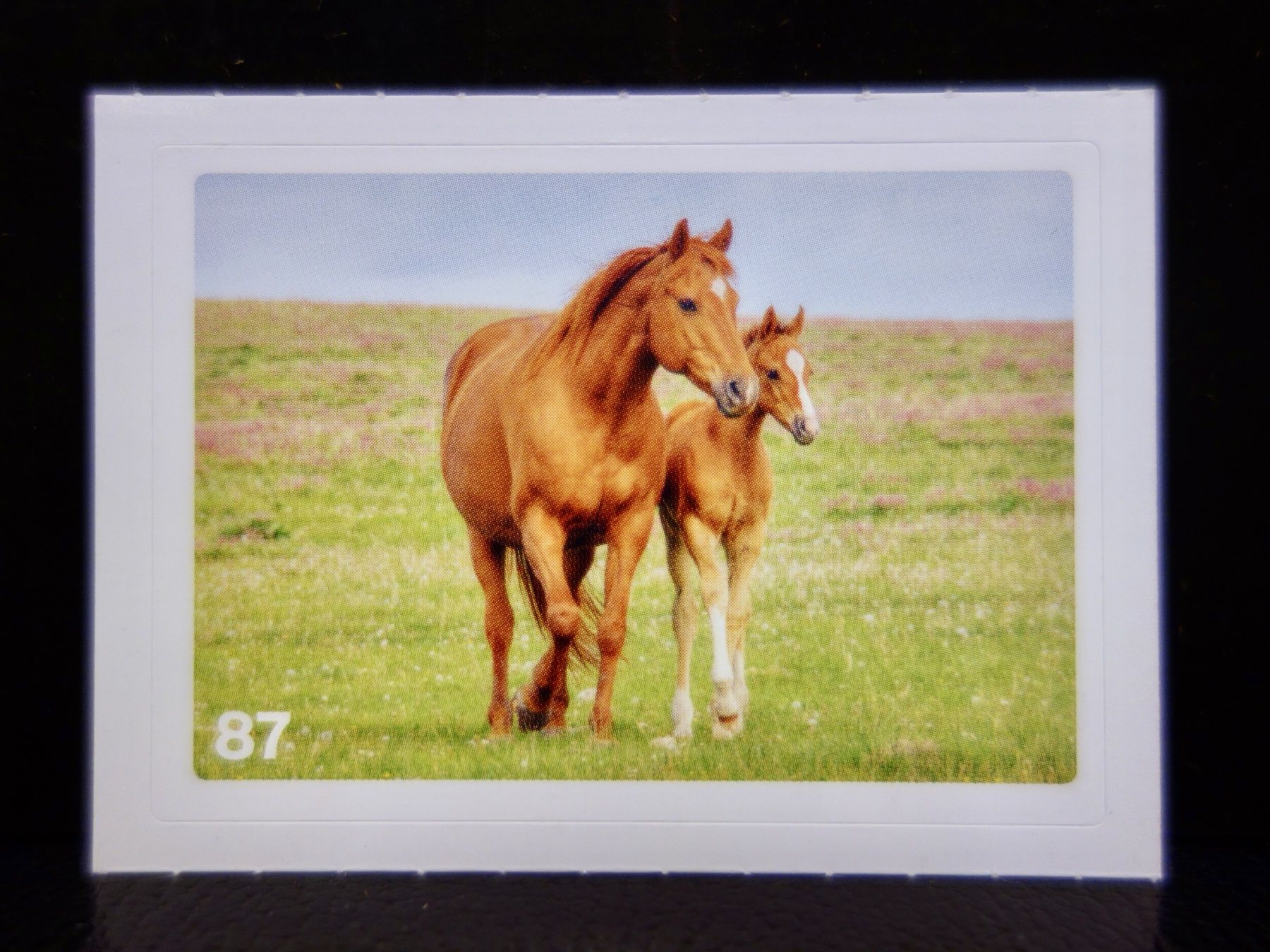 Migros Sammelbilder & Trading cards: MIGROS MANIA Nature Detectives Nr. 87 – Gebraucht aus Kerzers von djstarsky73