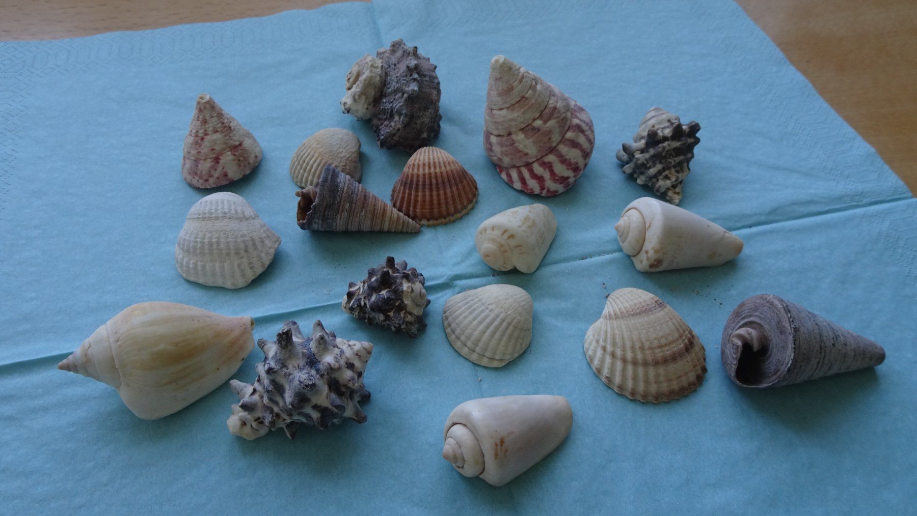 Tutte le decorazioni: Verschiedene wunderschöne Muscheln – Usato da Zürich venduto da blaumeisli62