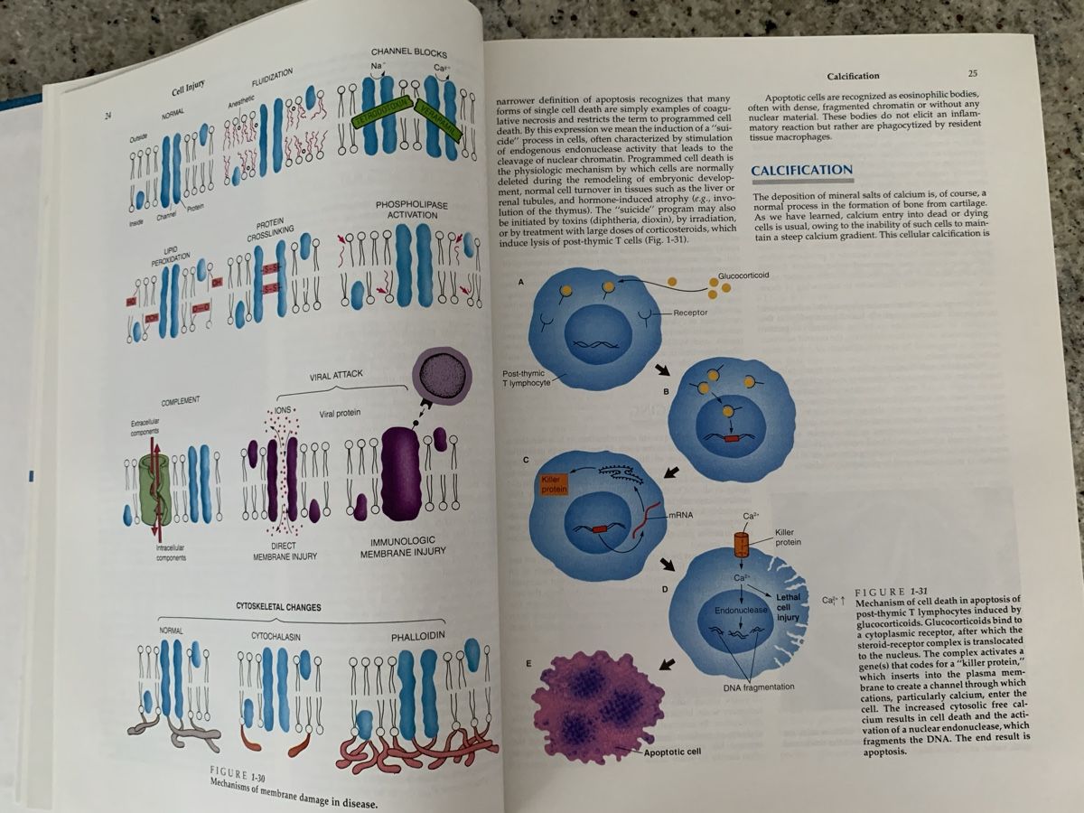 Libri: Pathology 2nd Edition Rubin & Farber Textbook – Usato da Genève venduto da sunsustains 7