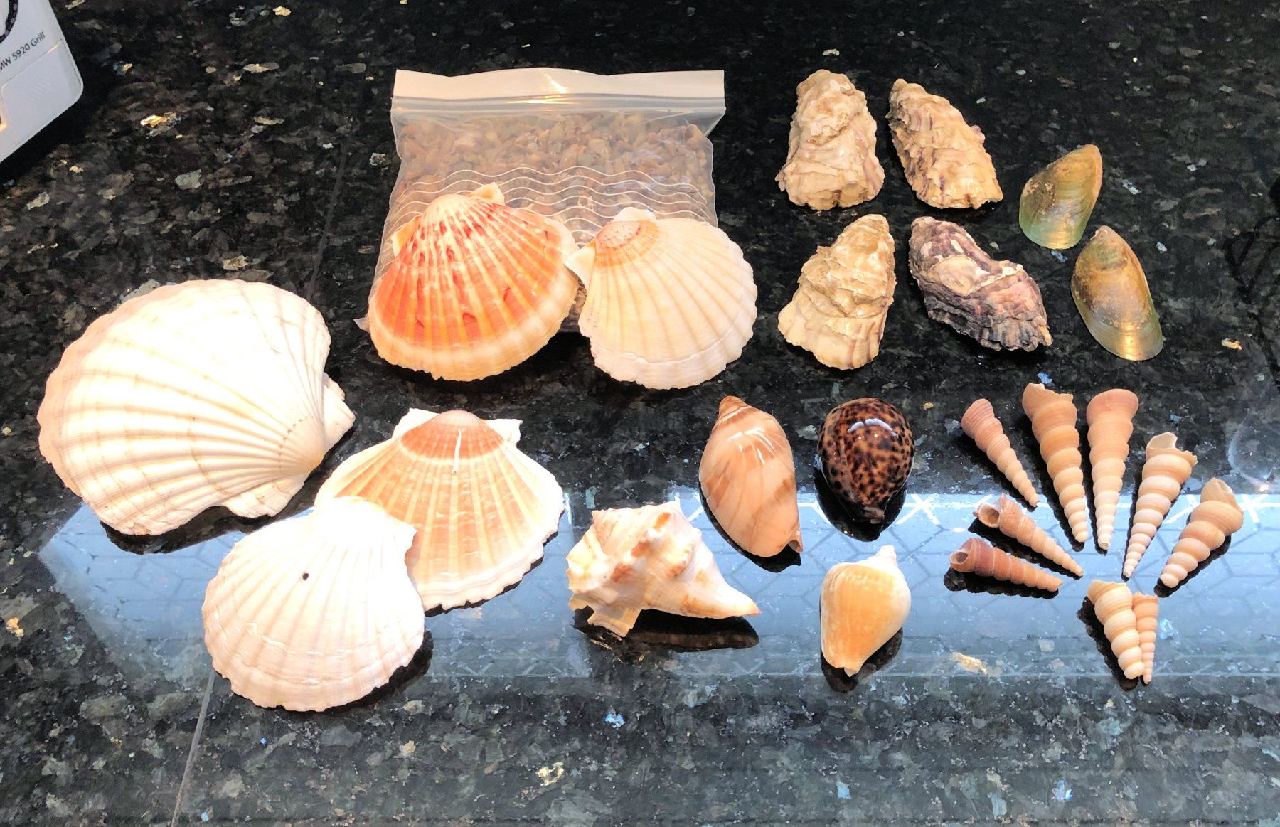 Fossili: Diverse schöne Mscheln – Usato da Rüti ZH venduto da Jasna89