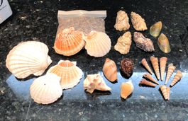 Diverse schöne Mscheln