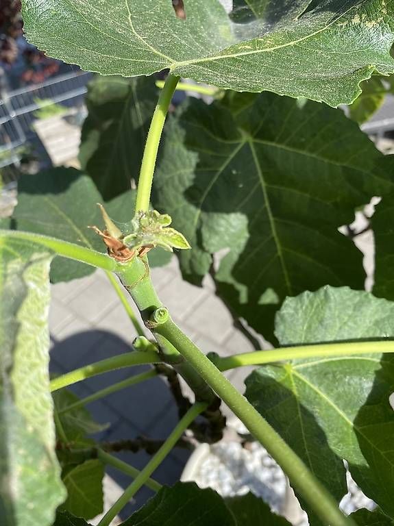 Piante & sementi: Feigenbaum auf Stamm mit Topf – Usato da Gempenach venduto da Mittelpudel 3