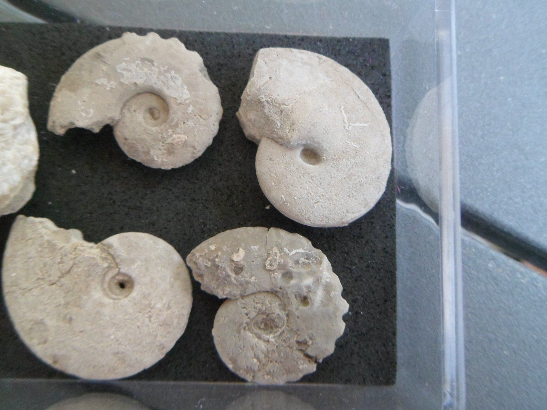 Fossilien: Fossil Schweiz – Gebraucht aus Affoltern am Albis von Fossil60 2