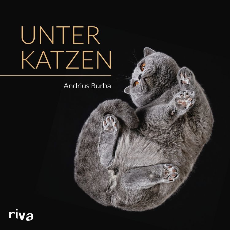 Libri: Unter Katzen – Nuovo (secondo la descrizione) da Schaffhausen venduto da Reporter