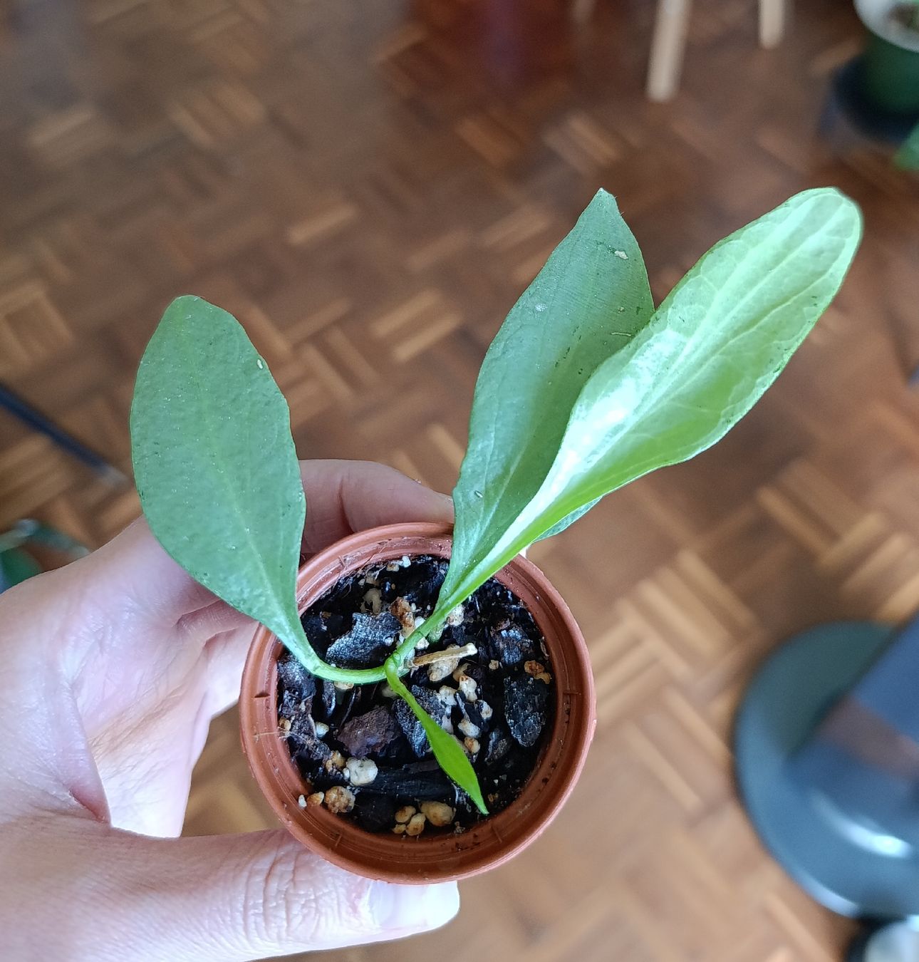 Pflanzen & Samen: Hoya Nicholsoniae New Guinea Ghost – Neu (gemäss Beschreibung) aus Baar von L.isa28