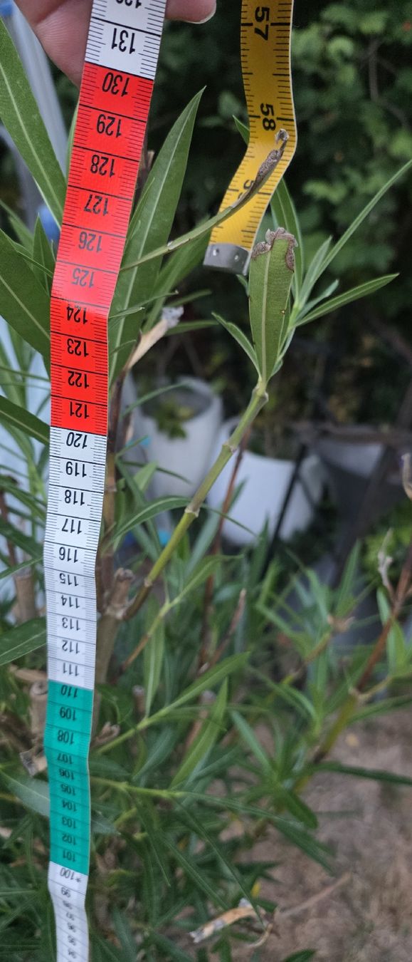 Plantes & graines: Oleander Pflanze im Topf ca. 150 cm gross – D'occasion à Riedikon par Winter21. 2