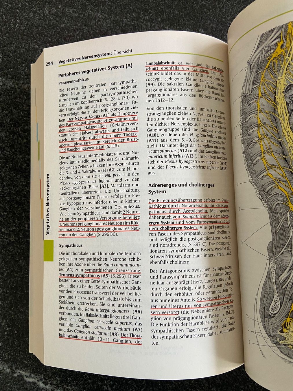 Libri: Taschenatlas Anatomie Band 3 Nervensystem – Usato da Schwarzenburg venduto da Aha016 2