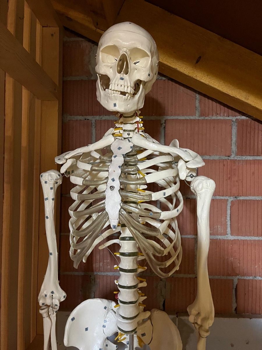 Statuette: Anatomisches Skelett Modell lebensgross  – Usato da Oeschgen venduto da NOASchmid 1
