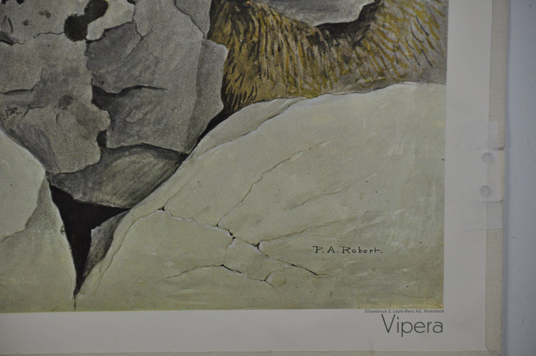 Poster & Bilder: Schulwandbild Viper -  Juraviper P.A.Robert – Gebraucht aus Härkingen von sammelbecken 4