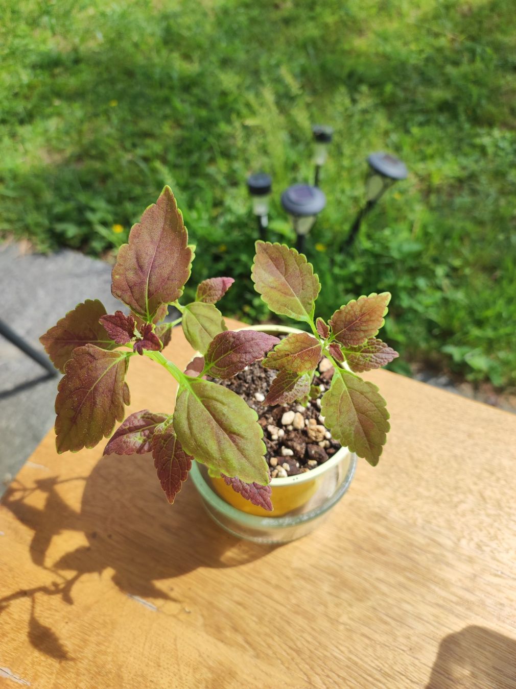 Pflanzen & Samen: Coleus – Gebraucht aus Hasliberg Hohfluh von eva_9895 1